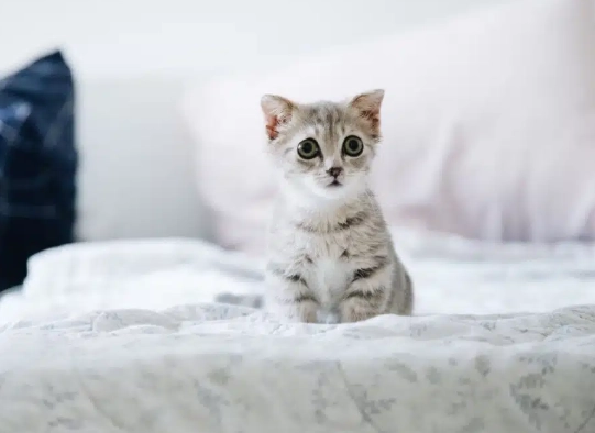 Kitten Dream Interpretation: What It Really Means & Why It Matters