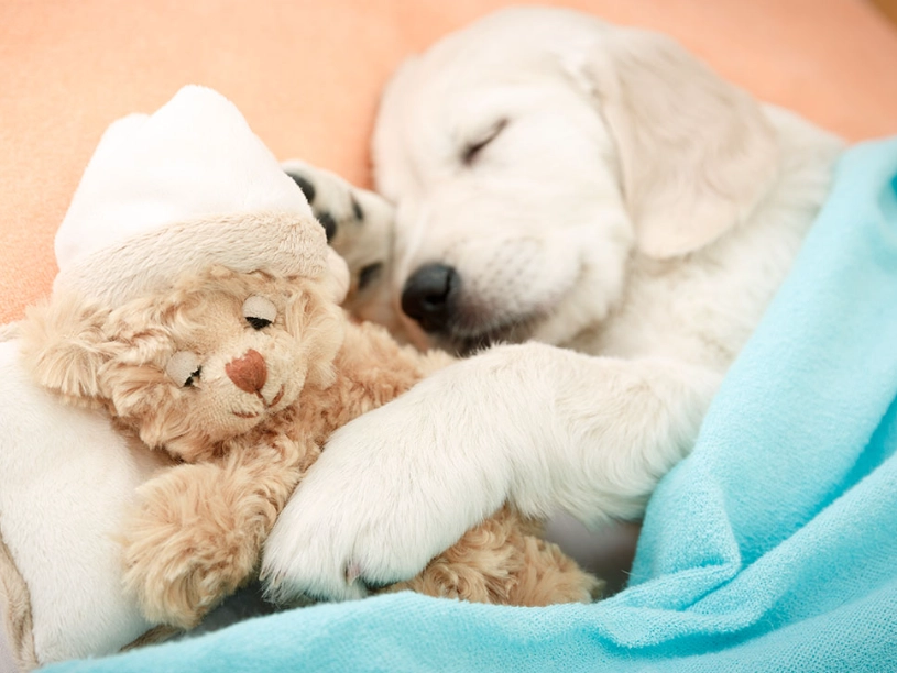What Does It Mean to Dream About a Puppy Dog? A Deep Dive into Puppy Dreams