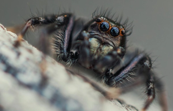 spider symbolism