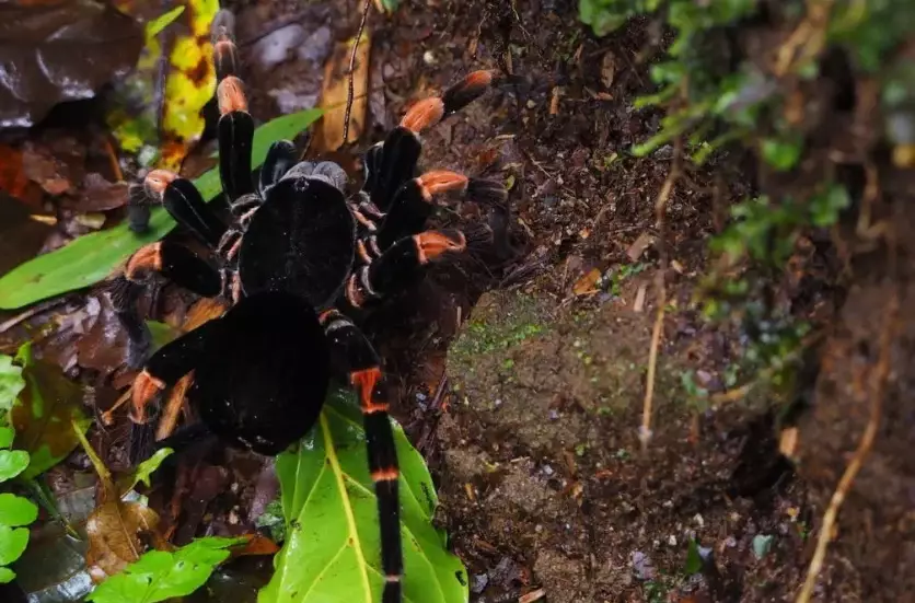 spiritual meaning of spider dream