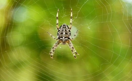 spider symbolism