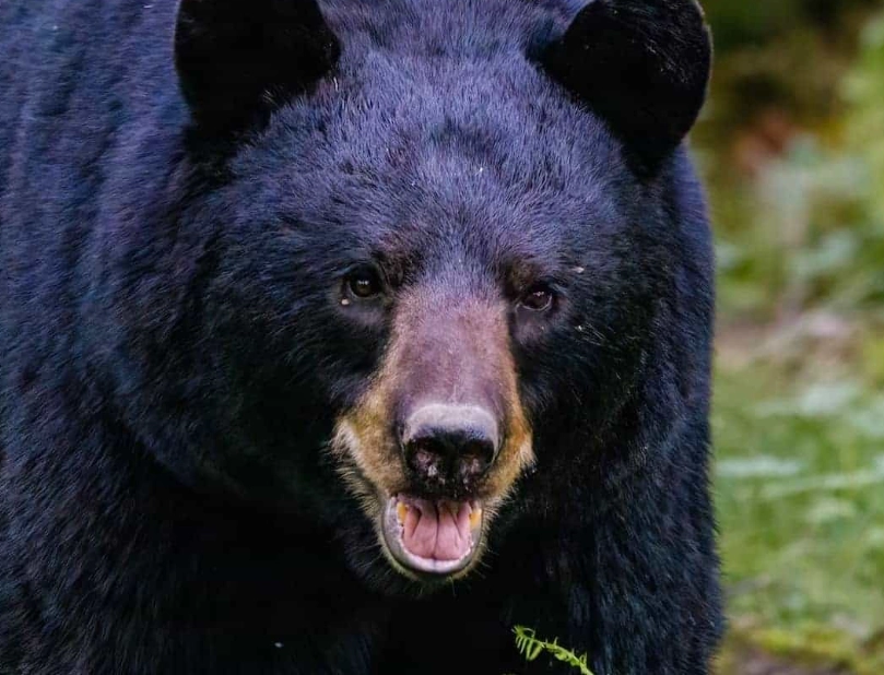 dreaming of a black bear