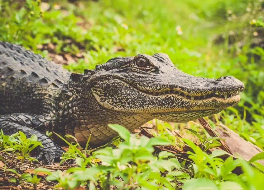 alligator dream meaning