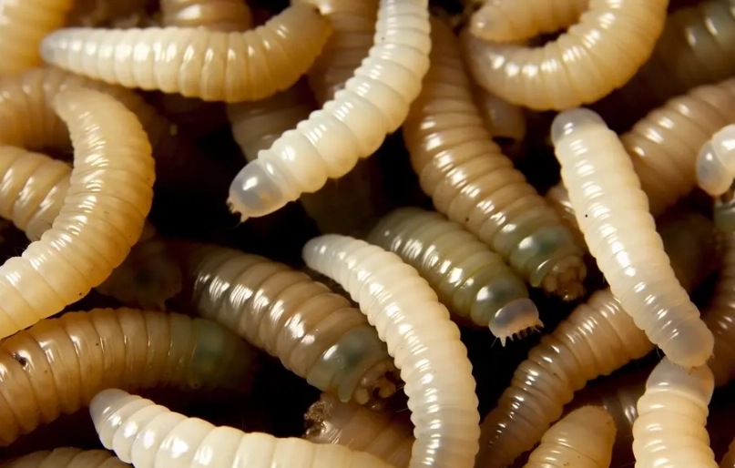 dream of maggots