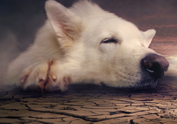 Dream Symbols: Dog Meanings & Interpretation Guide