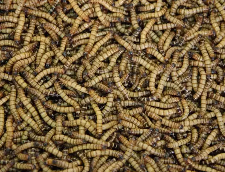 dream of maggots