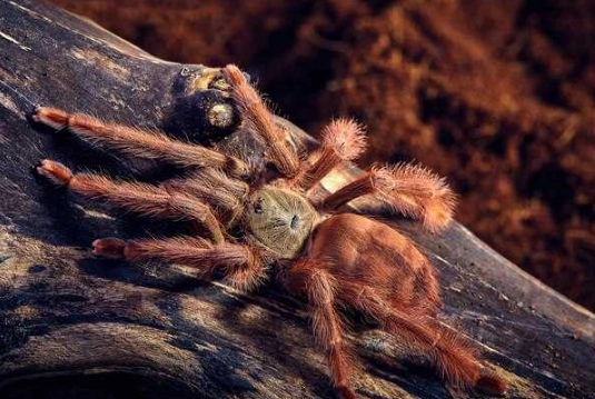 spider dream interpretation