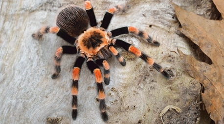 dreaming of spiders
