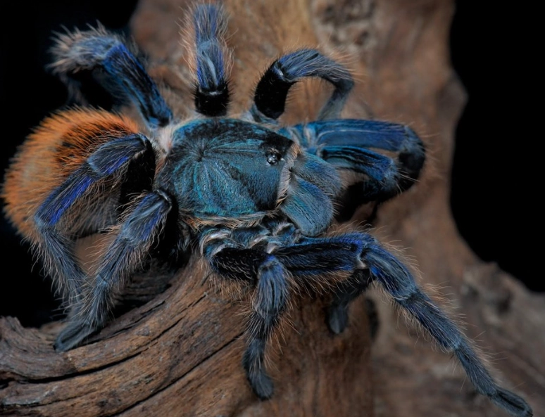 Dreaming of Tarantulas: What Does It Mean? A Complete Guide