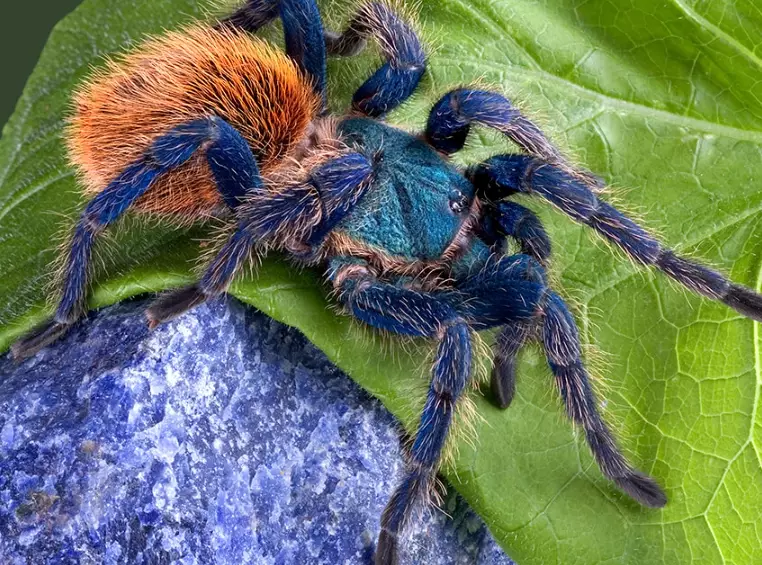 dreaming of spiders