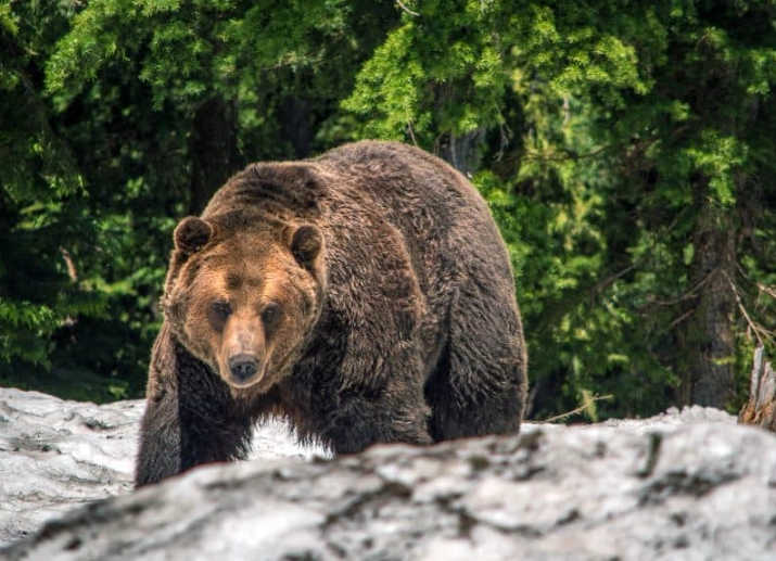Unraveling the Bear Attack Dream Meaning: A Deep Dive into Your Subconscious