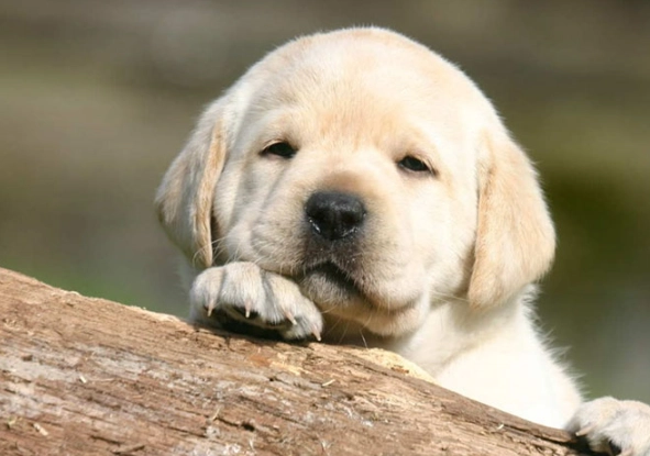 puppy dream interpretation