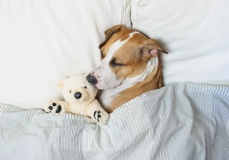 dog dreams spiritual meaning