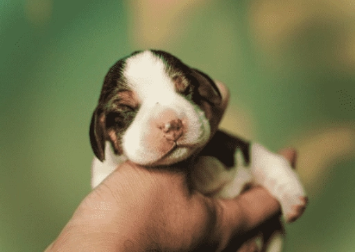 dreaming of a puppy