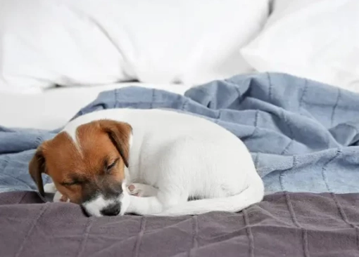 Dream About Dogs: Meanings, Psychology & Common Interpretations