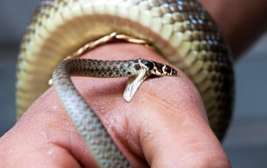 snake bite dream meaning