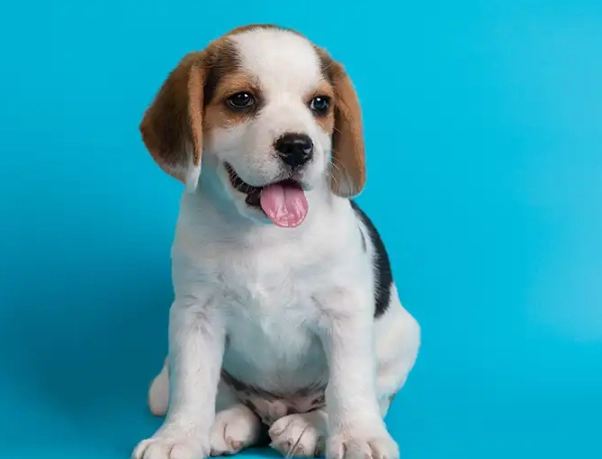 dreaming of a puppy
