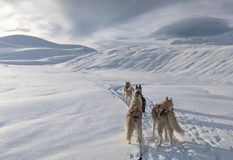 Dream of Snow Meaning: Symbolism, Psychology & Cultural Interpretations