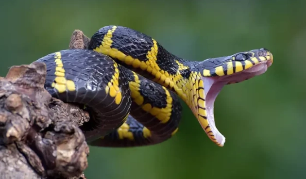 snake bite in dream spiritual meaning