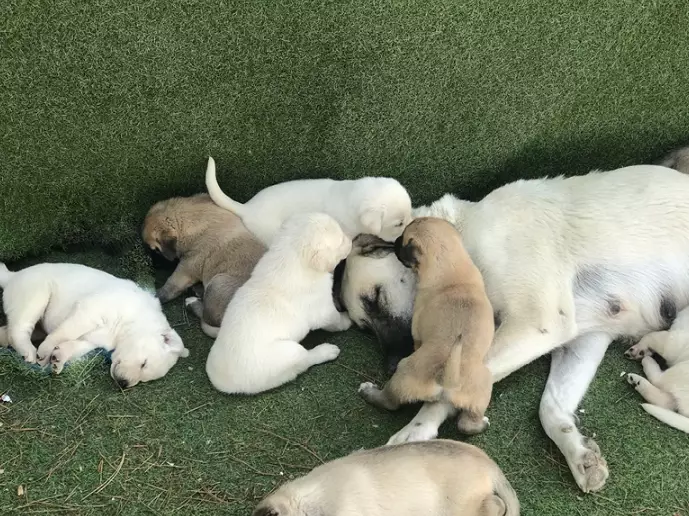 puppy dream interpretation