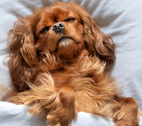 dreaming of dogs interpretation