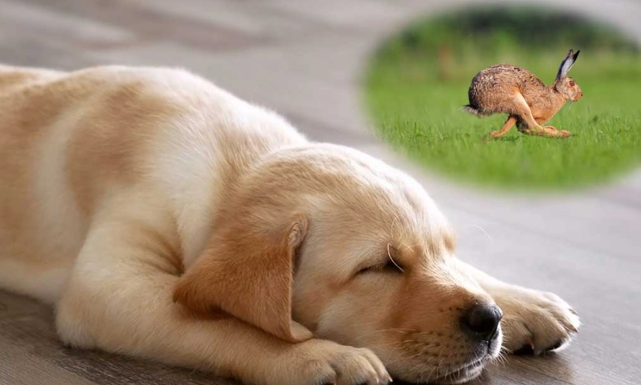 dreaming of a puppy
