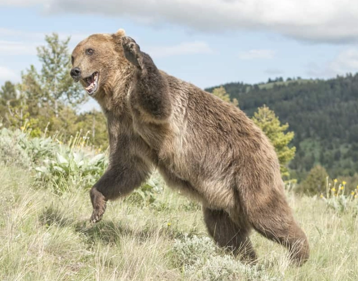 brown bear dream meaning