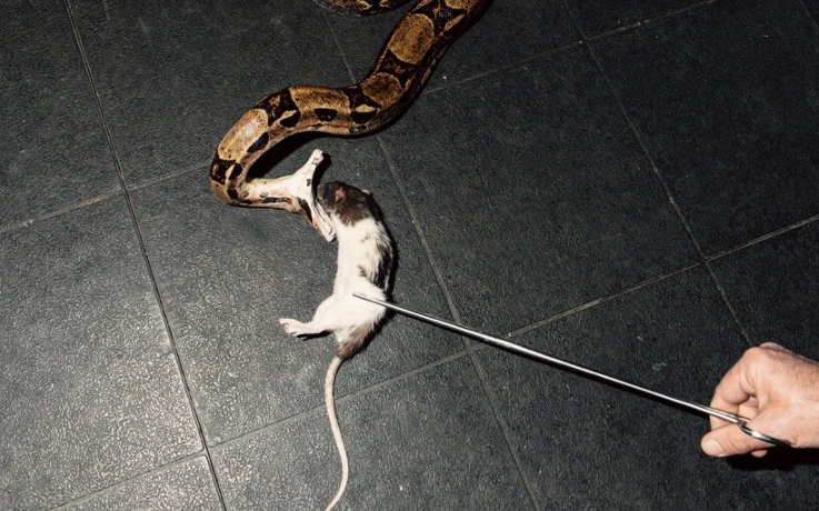 Snake Killing Dream Meaning: Decoding Your Subconscious Fears & Messages