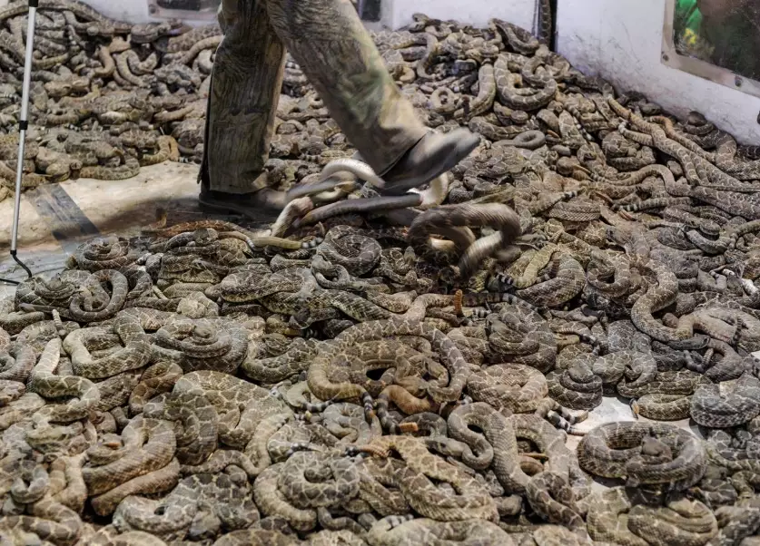 interpretation of killing a snake in dream