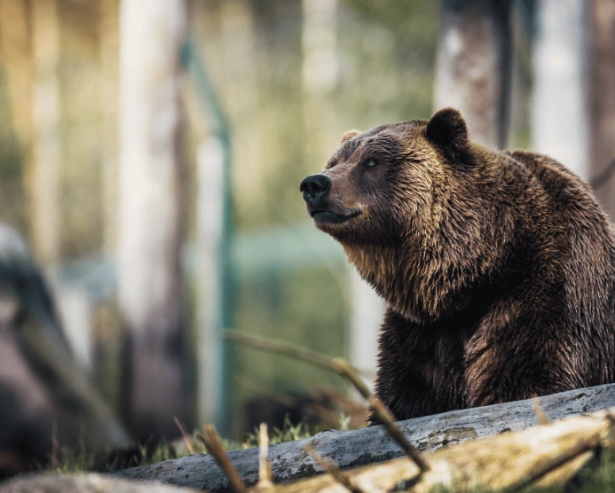 bear dream interpretation