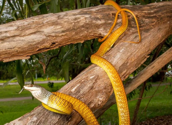 dream interpretation snake killed