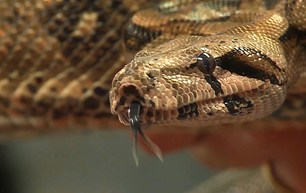 dreams about snakes and death