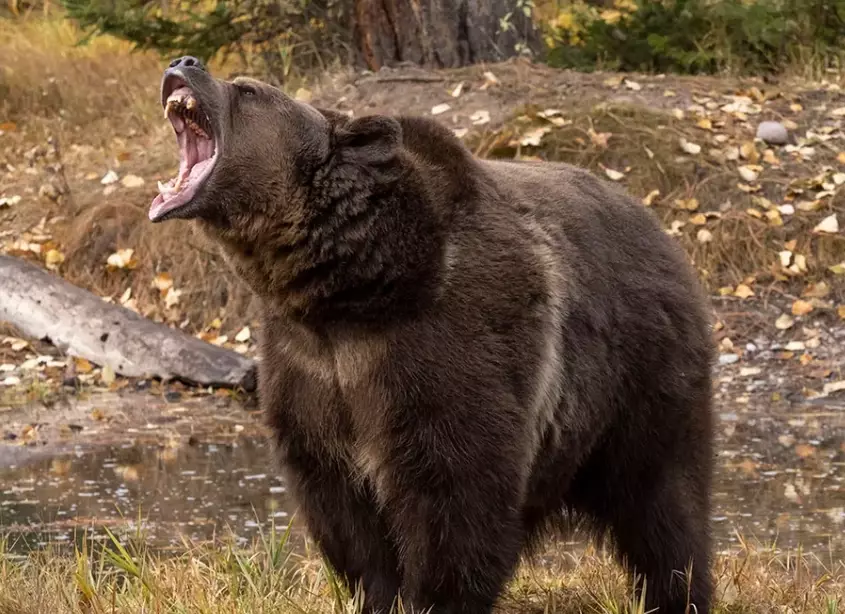bear dream interpretation