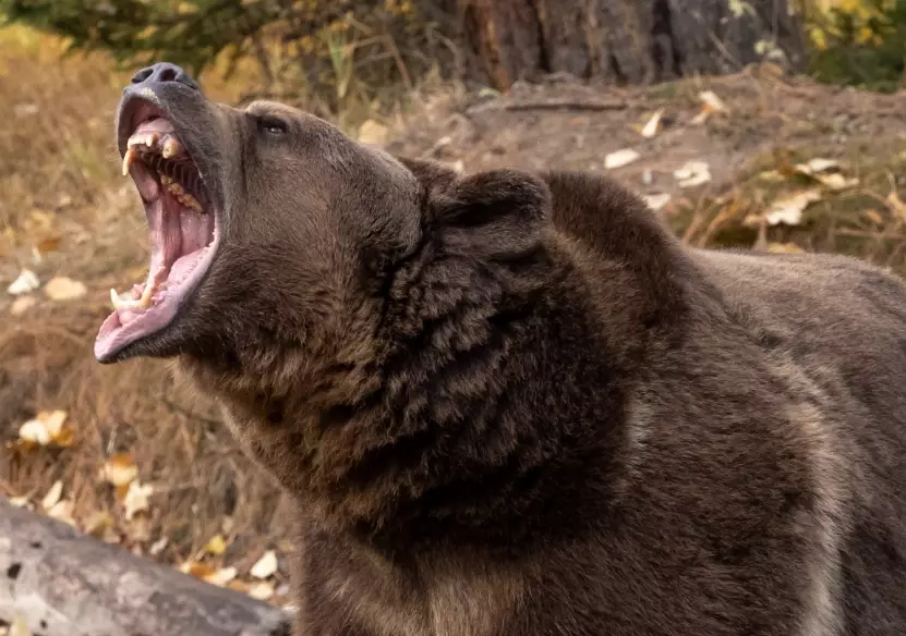 bear dream interpretation