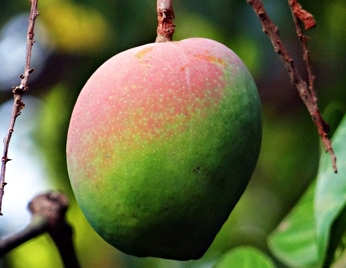 dreaming of mangoes