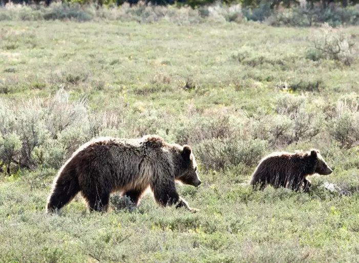What Does a Bear Attacking in a Dream Mean? A Complete Guide