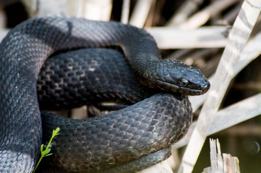 Black Snake in Dream Meaning: 7 Spiritual & Psychological Interpretations