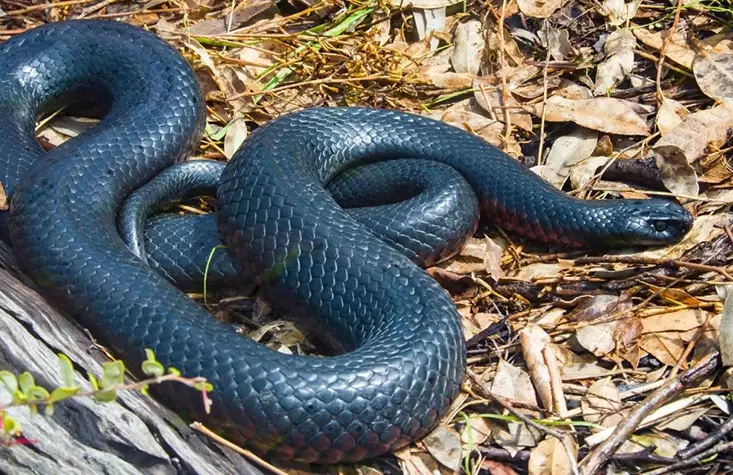 dreaming of a black snake