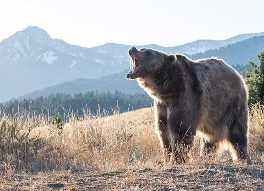 bear attacking in dream meaning