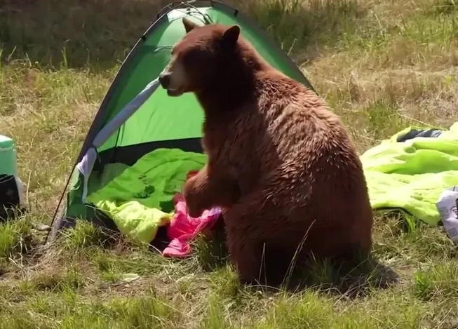 nightmare about bear attack