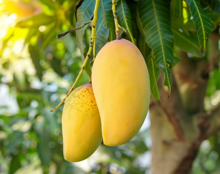 Mango in a Dream: Spiritual Meanings, Psychology & Cultural Symbolism