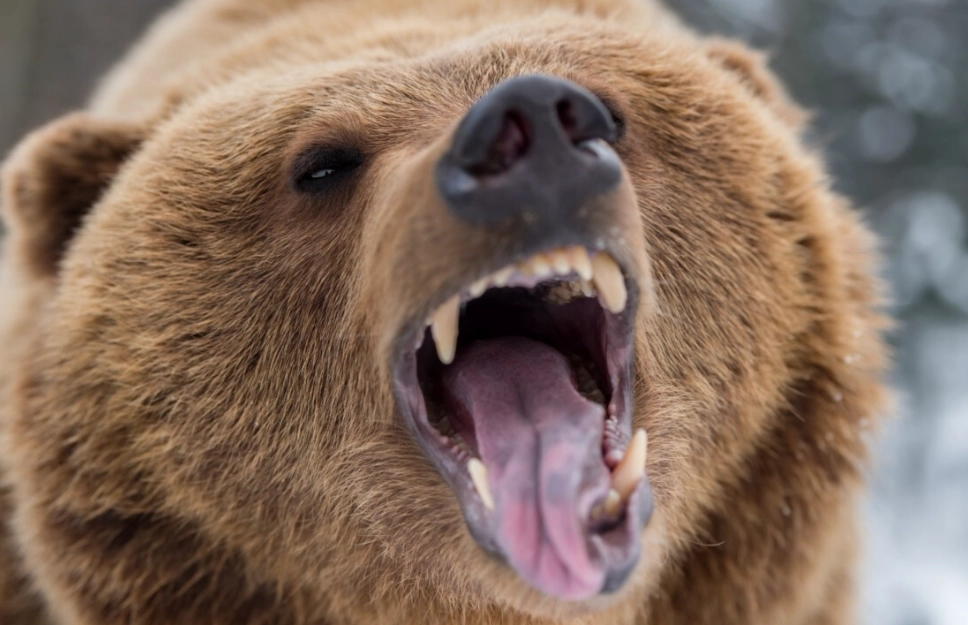 nightmare about bear attack