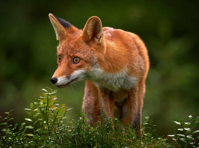 fox symbolism dream