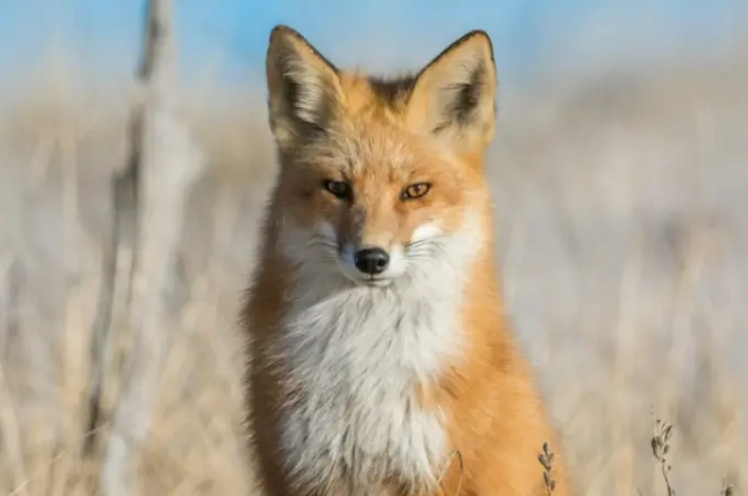 fox dream interpretation