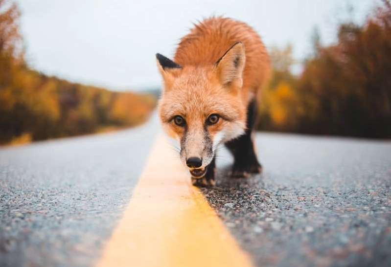 fox dream meaning