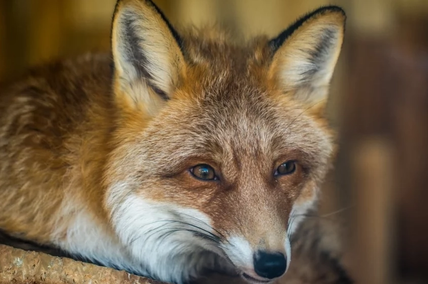 fox spirit animal dream