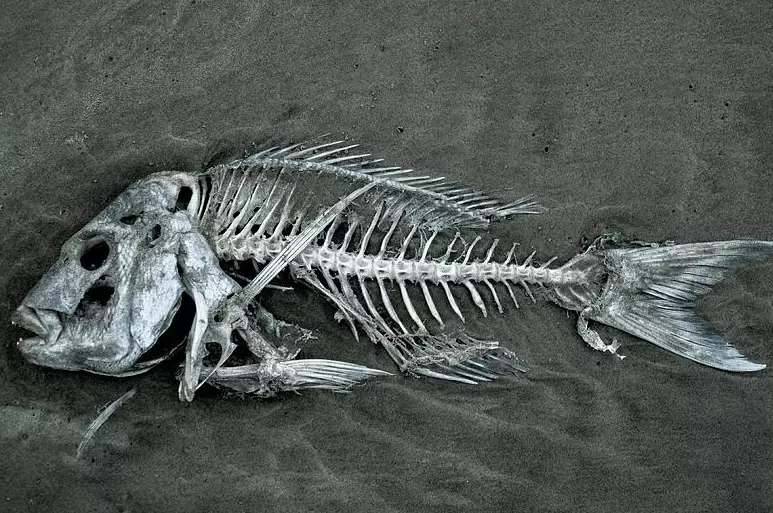 dream of dead fish