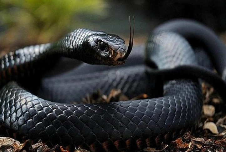 dream about black snake