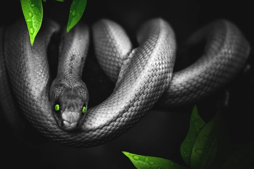 dream about black snake