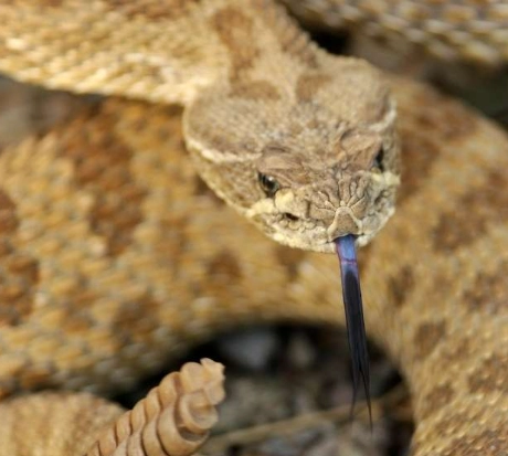Dream of a Rattlesnake: 7 Powerful Meanings & How to Respond